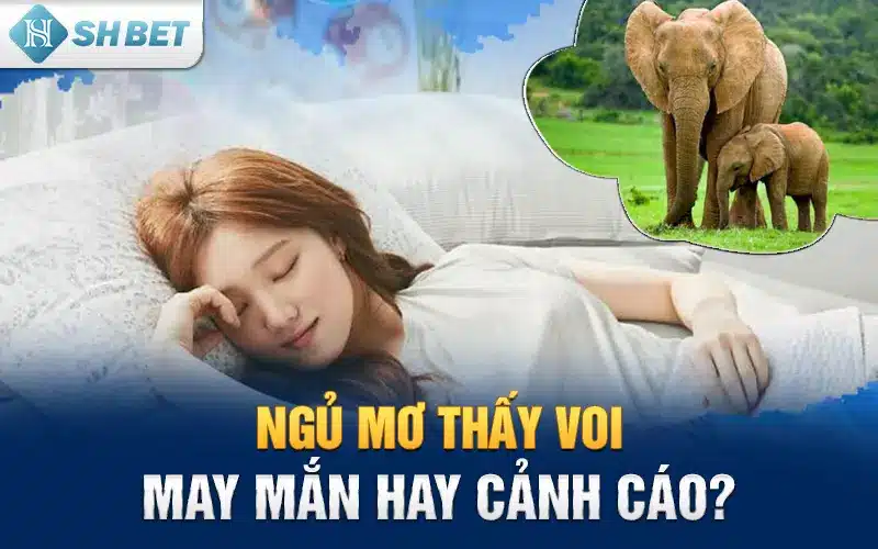 mơ thấy hai con voi
